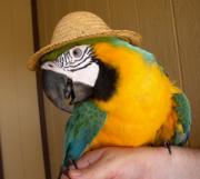 Macaw