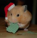 GiantAlienHamster