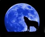 moonking