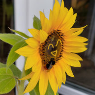 Tournesol