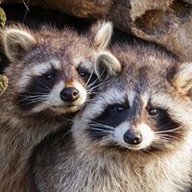Fluffy Raccon