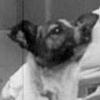 Laika