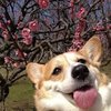 LadyPuPu