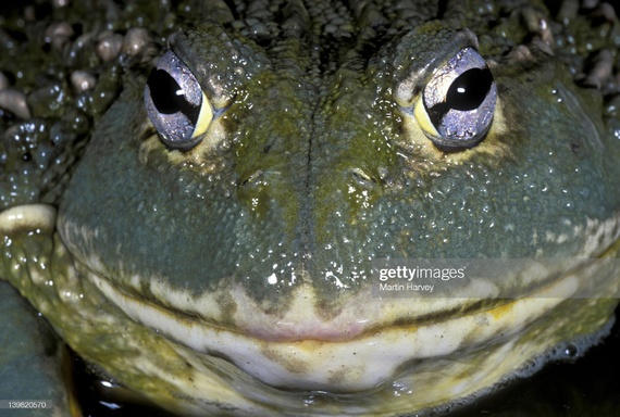 funkyfrog