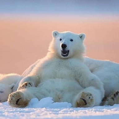 Lazy Polar Bear ʕ•́ᴥ•̀ʔっ