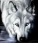 WhiteWolf_Kyoko