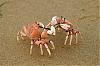 Crab Battle