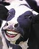 captaincow