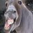 donkeyhigh