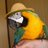 Macaw