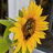 Tournesol