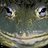 funkyfrog