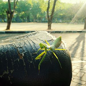 A Mantis Sunbathing On My Old Bike