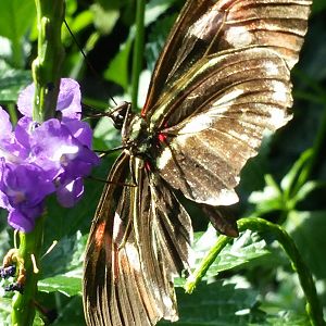 Butterfly from below