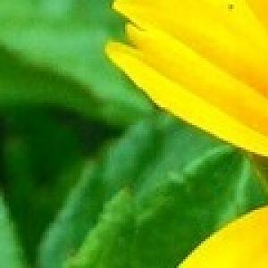 Flower On Roadside