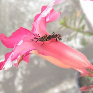 Scantius aegyptius