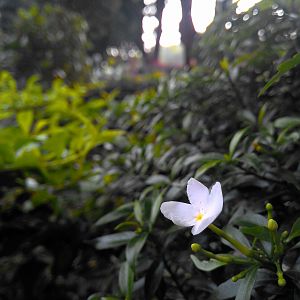 White Flower