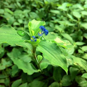 Blue Flower