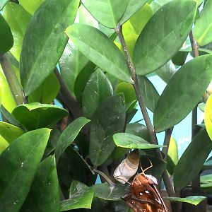 A butterfly comes out from pupa