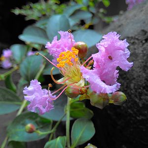Mysterious flower in my garden