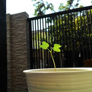 Morning Glory Sprout (Ipomoea purpurea)