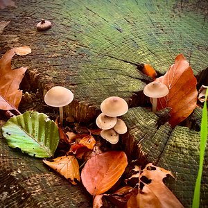 Tiny Mushrooms V2