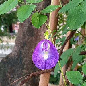 Clitoria ternatea