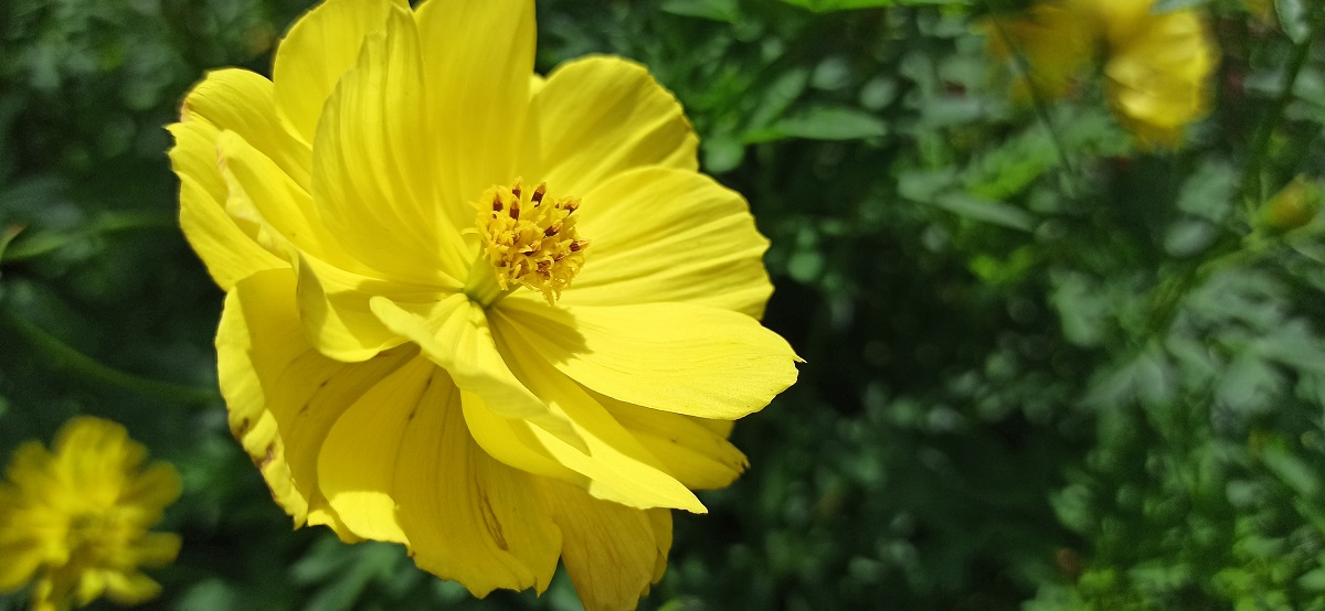 Aster