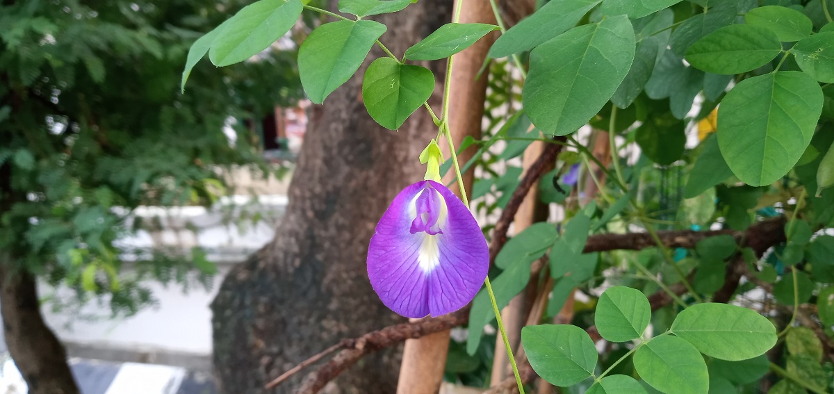 Clitoria ternatea