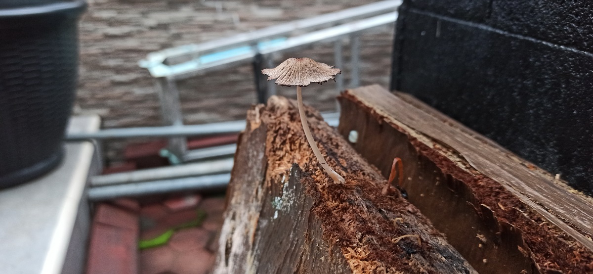 Decomposer