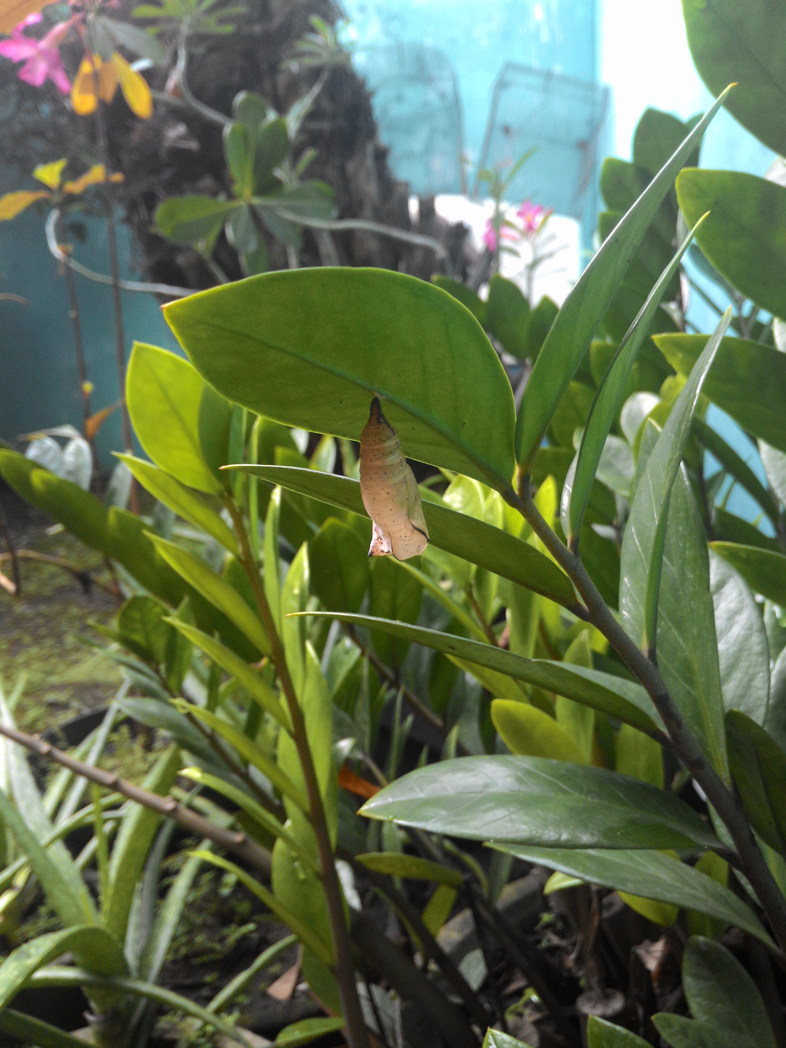 Empty Pupa