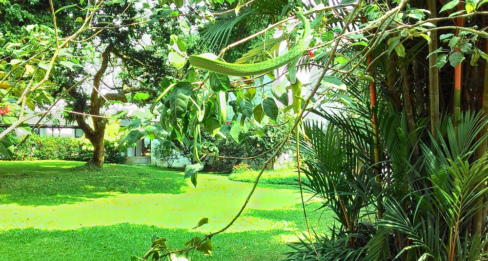 green snake