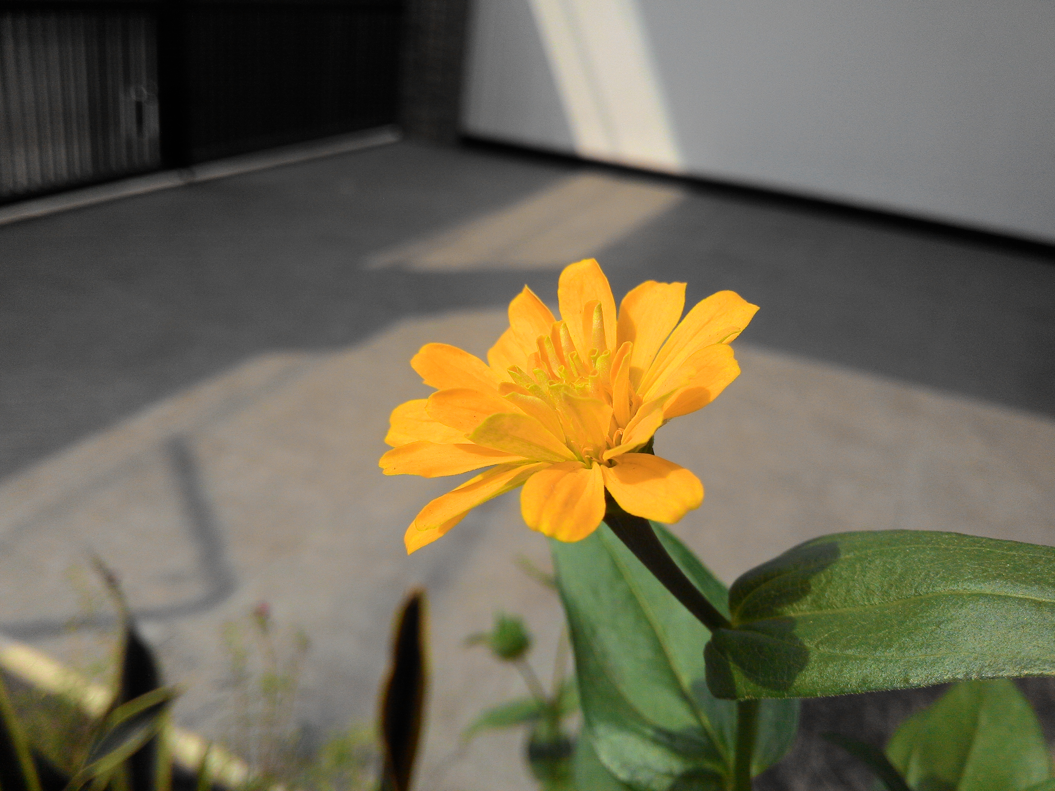 Mexican Sunflower