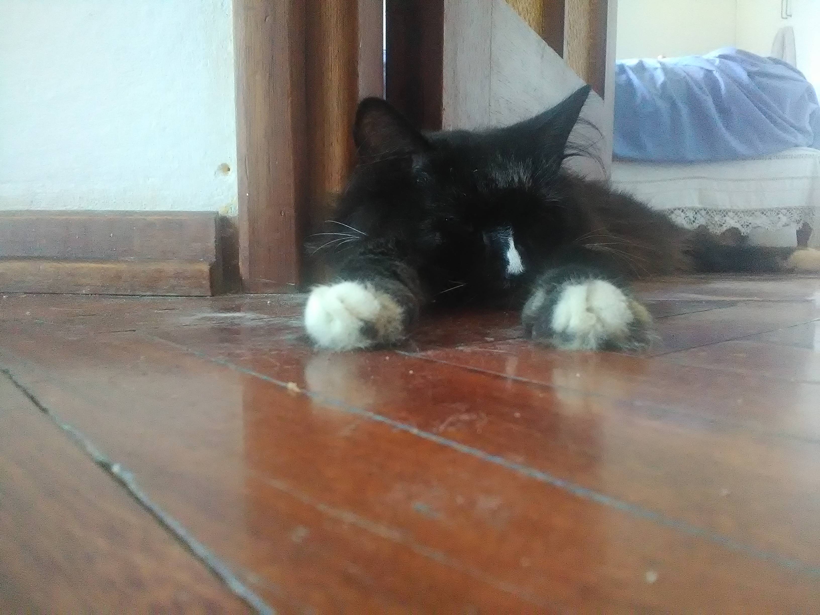 Paws