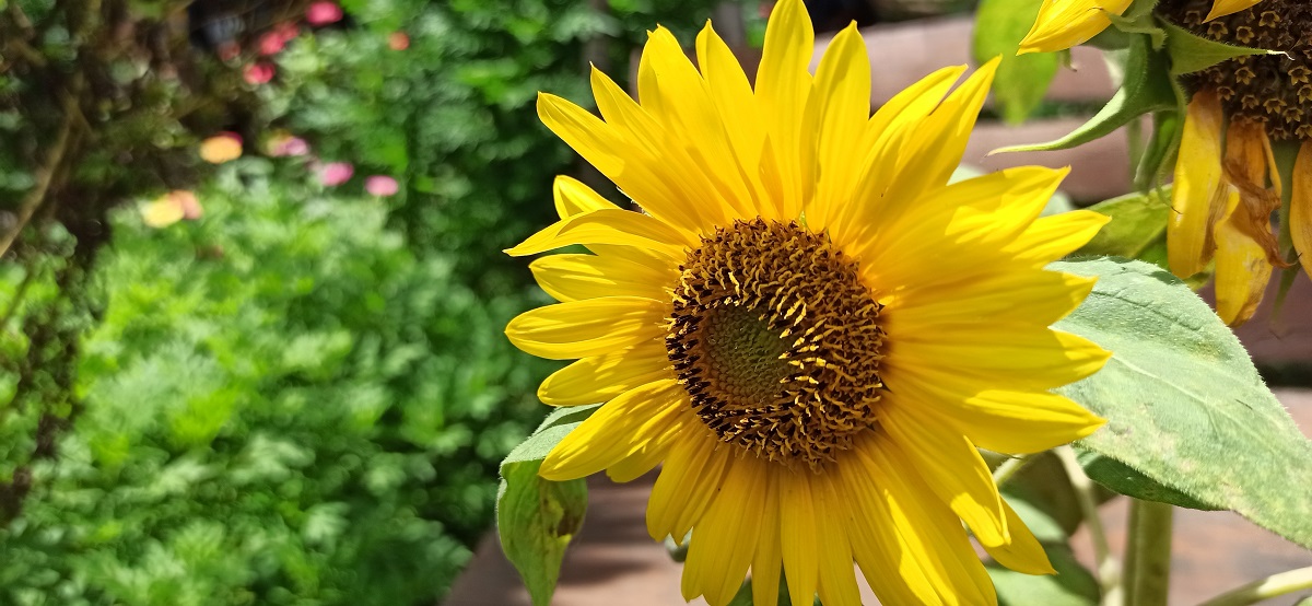 sunflower