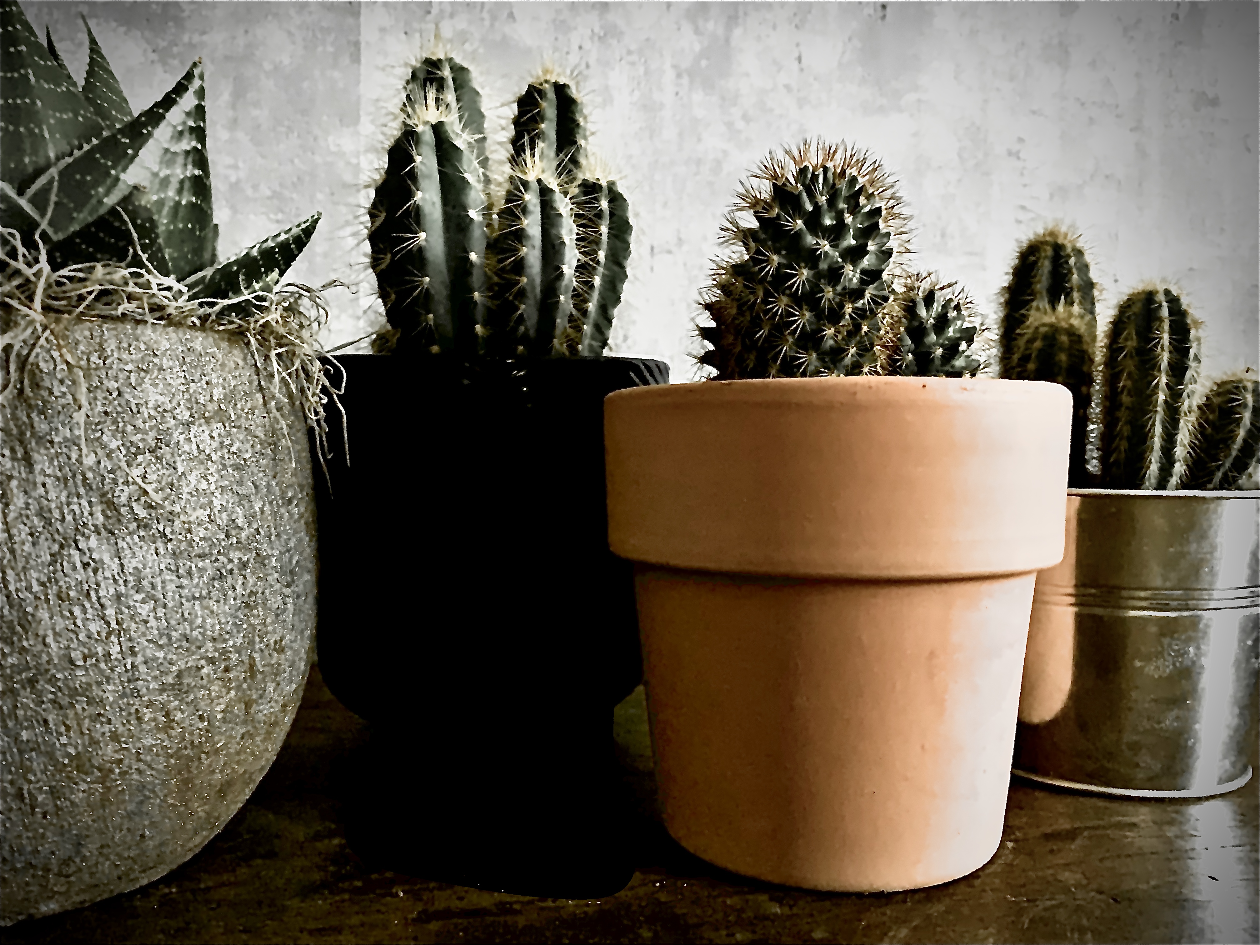 The Prickly Four