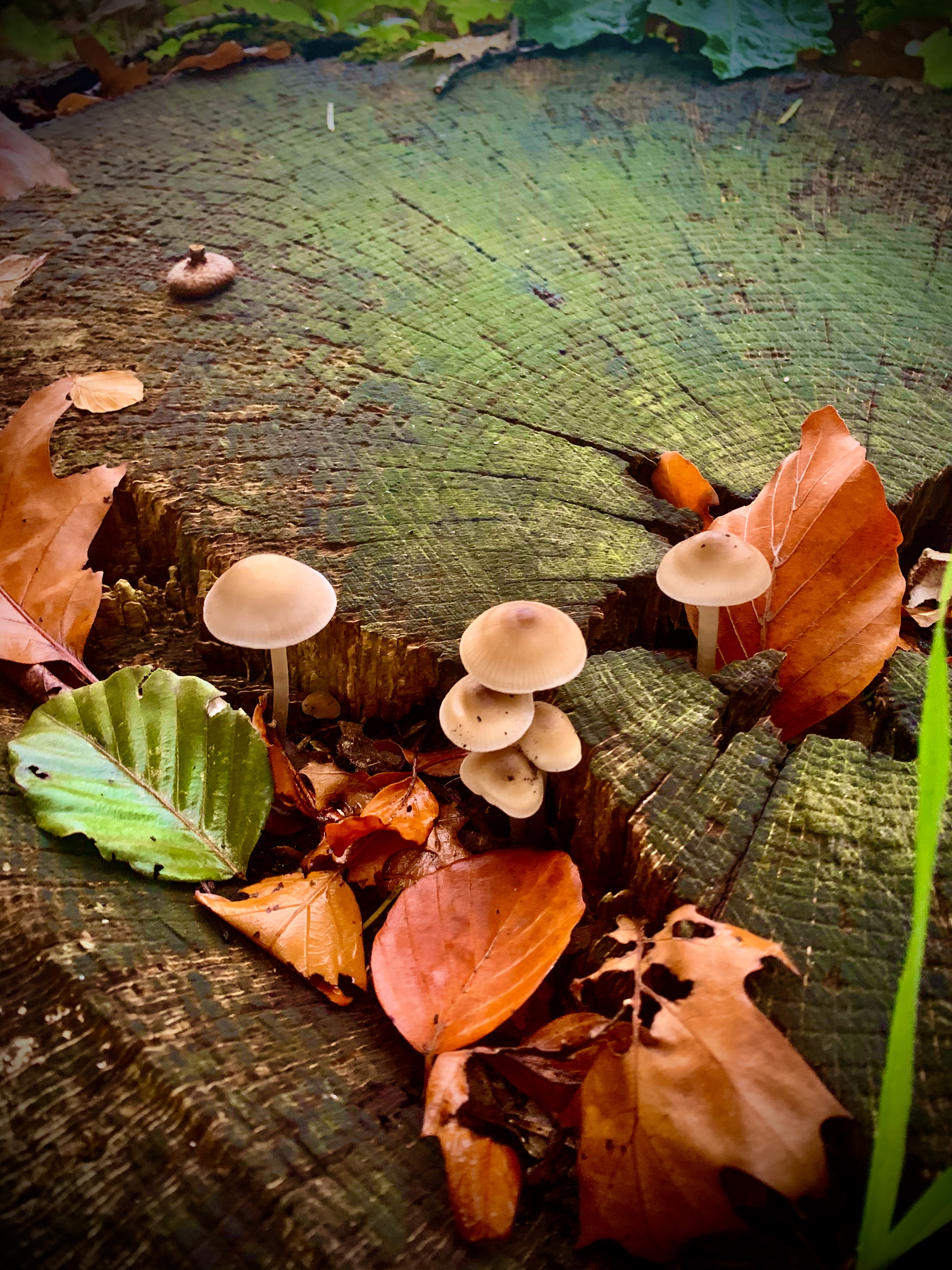 Tiny Mushrooms V2