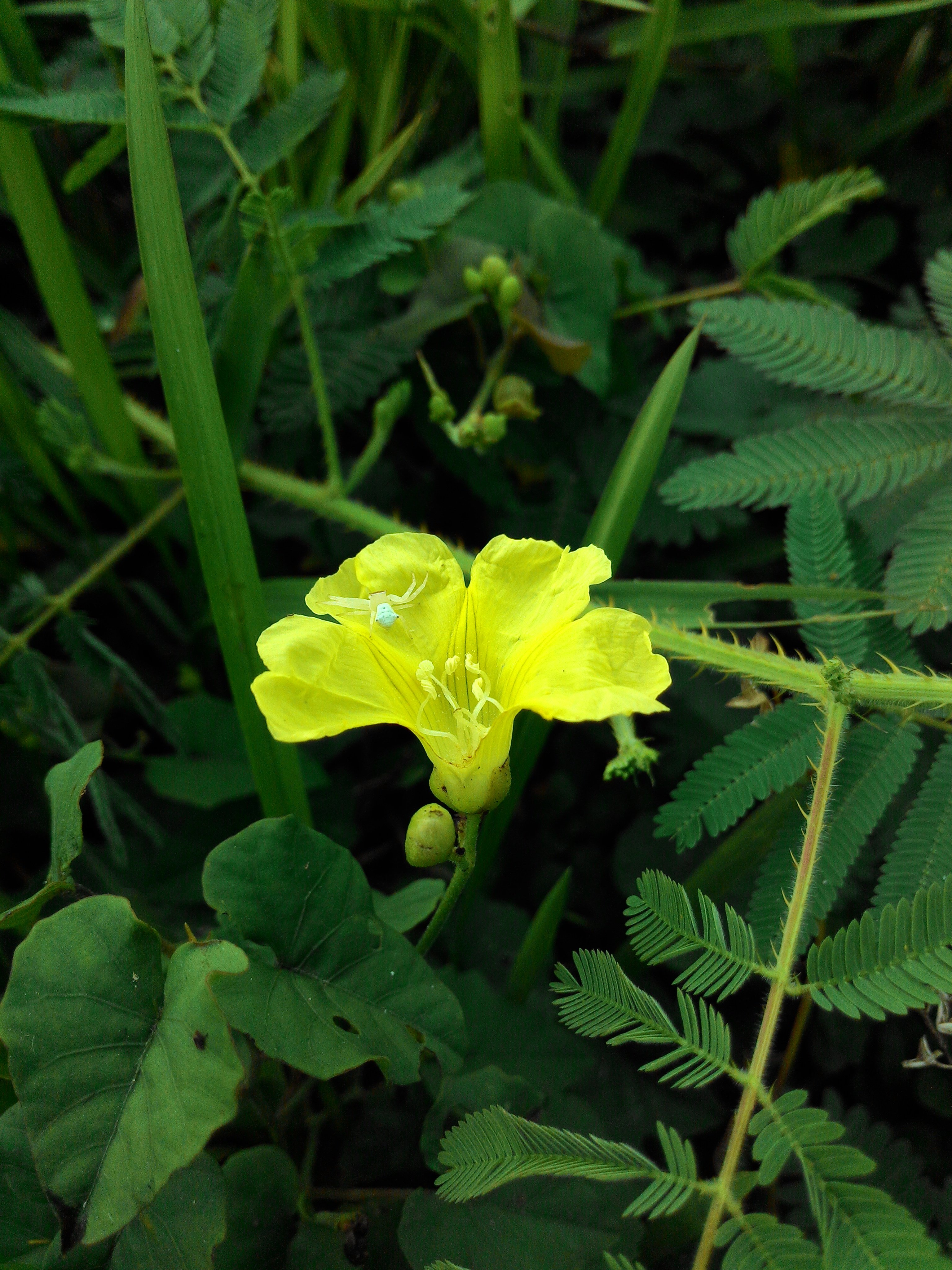 Yellow flower and a spider