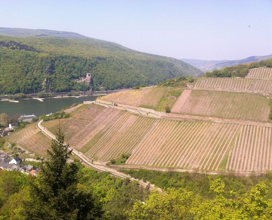 Trees and Land2.jpg